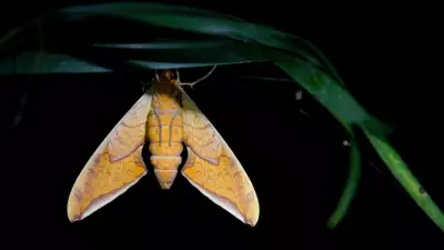 Moth in the Peruvian Amazon