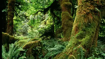 Moss-covered trees in the Hoh Rainforest