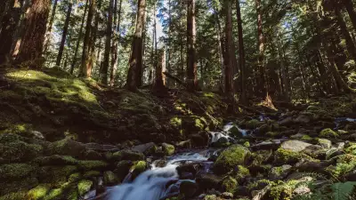 A stream in the Hoh Rainforest
