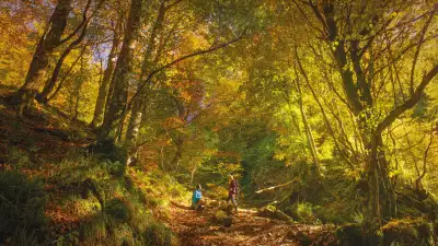 Montegrande beech forest in Teverga
