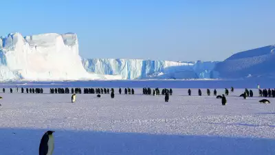 Penguins in Antarctica, which you can witness on the Highlights of Antarctica cruise