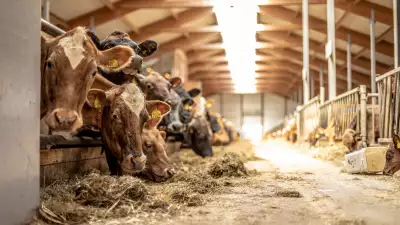 Vogafj&oacute;s restaurant is also a working dairy farm