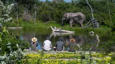 Watching elephants on foot