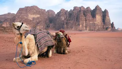 Camels in Wadi Rum