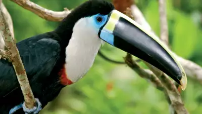 Toucan in the Amazon