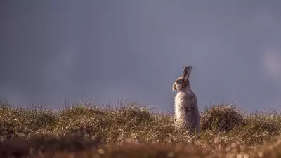 A wild hare donning its winter coat in the Peak District