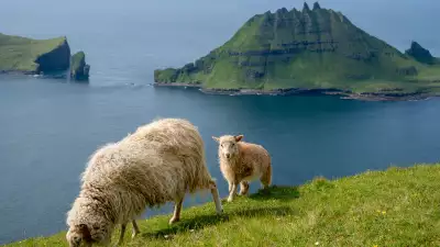 A pair of sheep on the Postman's Path
