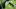 Toucan in the Amazon