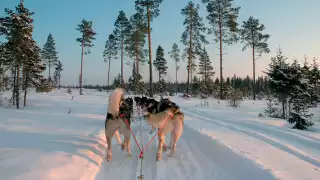 Sweden-sledding--�-Credit-CathyHarlow