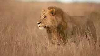 lion