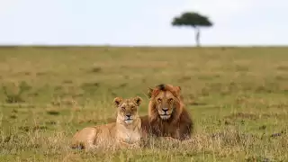 masai-mara