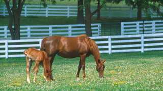 KY-Horse-Park-Mare-&-Foal