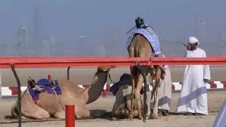 Camels_with_robot_jockies