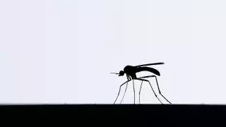 mosquito