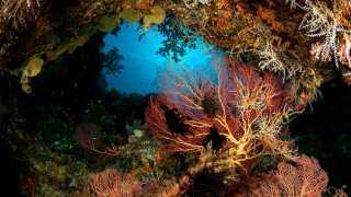 beautiful-corals-in-new-britain