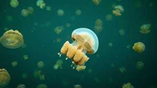 jellyfish-lake-at-palau