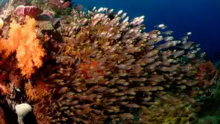 Komdo-marine-life