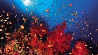 coral-life-in-the-red-sea