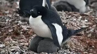 Antarctica-Experience-Day-4-Adelie-Penguin-chicks