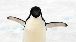 Antarctica-Experience-Day-4-Adelie-Penguin