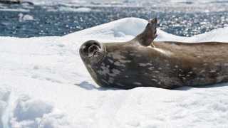 Antarctica-Experience-Day-8-Weddell-Seal
