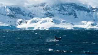 Antarctica-Experience-Day-8-Whale-Breach