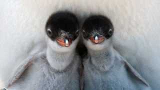 Antarctica-Experience-Day-9-Gentoo-Penguin-chicks