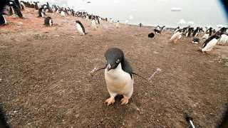 Antarctica-Experience-Day-10-Inquisitive-Adelie-Penguin