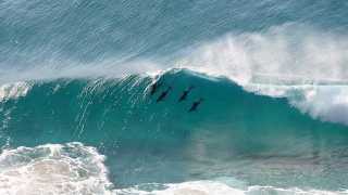 swimming-dolphins