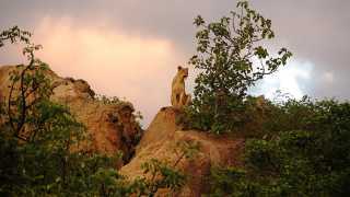 06.-A-lioness-spotted-on-a-kopje