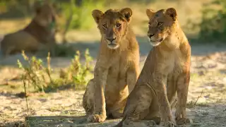 Lionesses