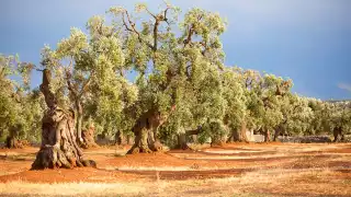 Olive-trees