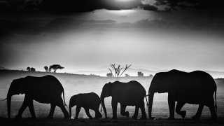 elephants-herd_gallery