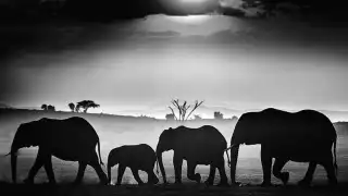 elephants-herd_gallery