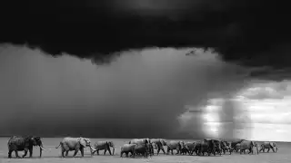 elephants-storm_gallery