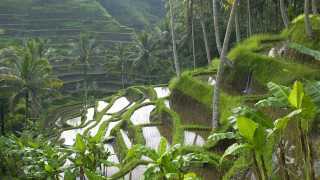 ubud-rice-terrace-Bali1