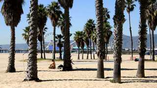 Palm-Trees-on-Santa-Monica-Beach