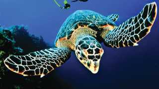 Diving_Turtle