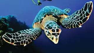 Diving_Turtle