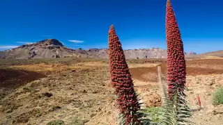 Teide-National-Park-10