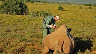 Will-injecting-rhinos-ear-1-(1-of-1)