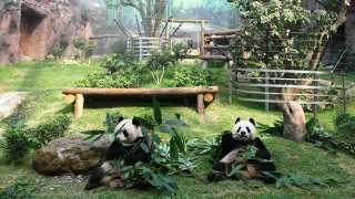 Macau-Panda-Pavilion