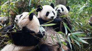 Pandas Chengdu