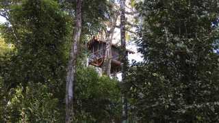 treehouse in the Amazon jungle, Peru