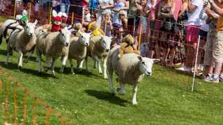 Sheep Racing Festival on Sark Island, Guernsey