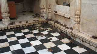 Rat temple India