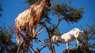 Goats in Morocco