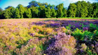 Camping in the New Forest