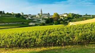 Vineyards in the Bordeaux wine region, France