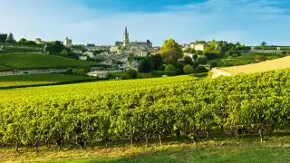 Vineyards in the Bordeaux wine region, France